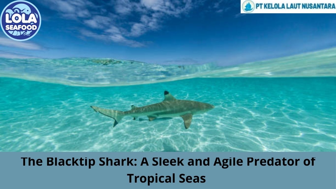 The Blacktip Shark: A Sleek and Agile Predator of Tropical Seas